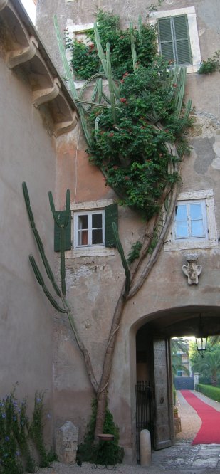 Cereus peruvianus 