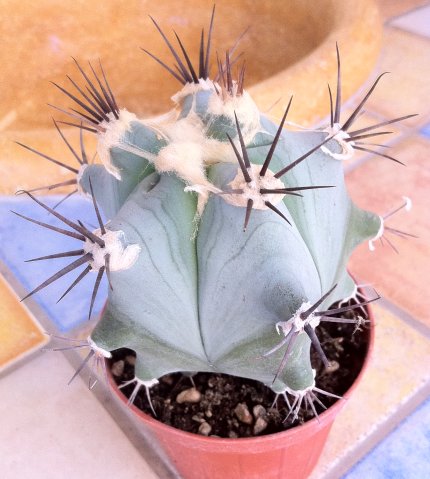 ferocactus sp.