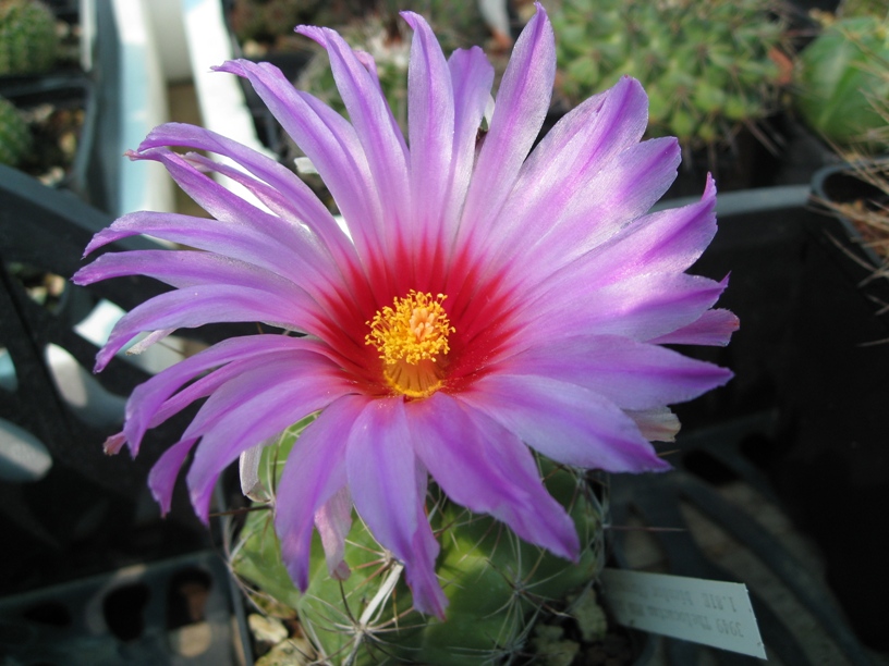 Thelocactus bicolor pan 265