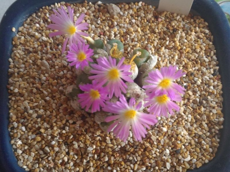 conophytum ectypum