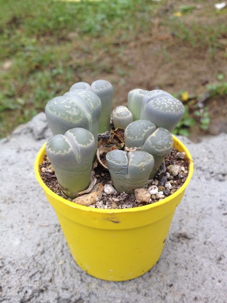 Lithops  5