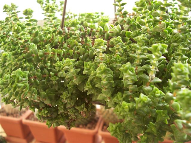 Crassula  