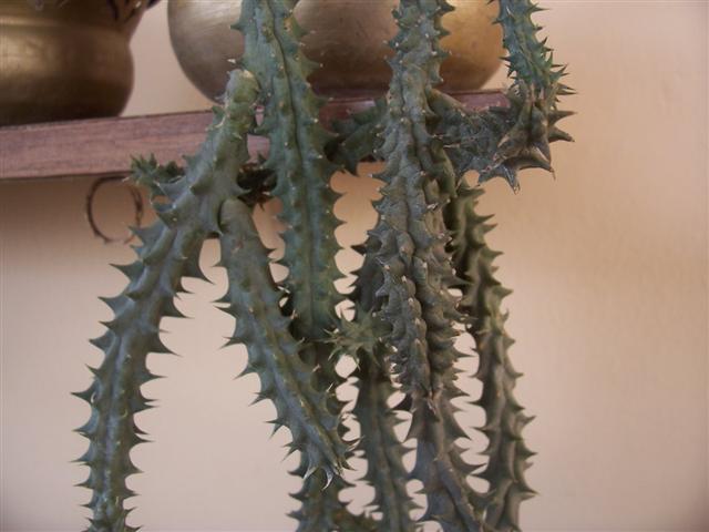 Stapelia variegata 