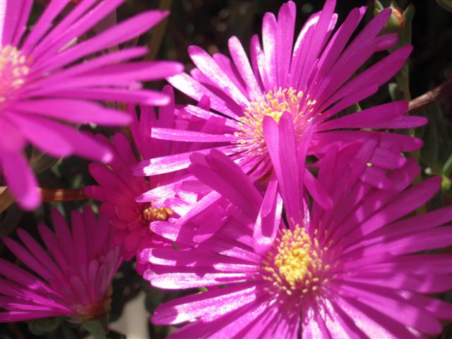 delosperma cooperi