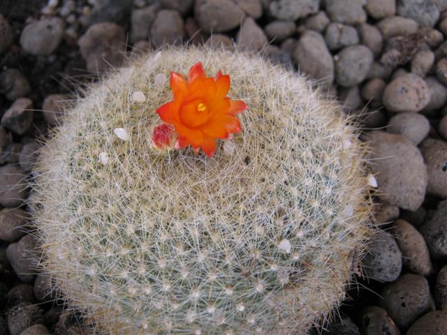 Parodia haselbergii 