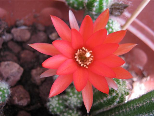 Chamaecereus silvestrii 