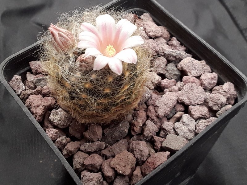 Mammillaria aureilanata 