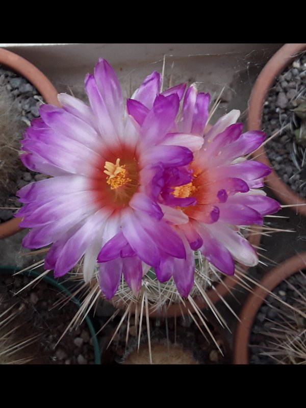 Thelocactus bicolor ssp. bolaensis 