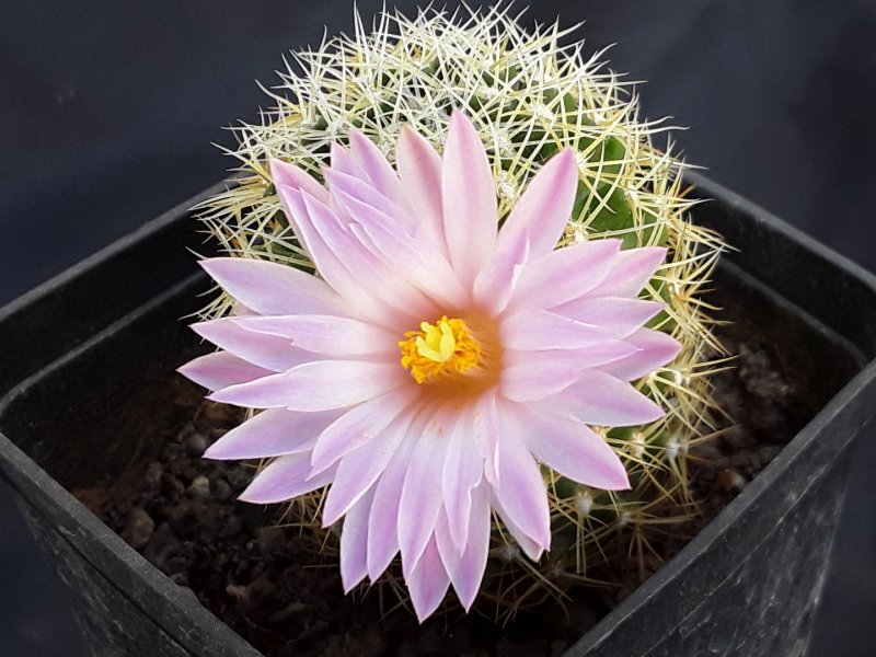 Mammillaria napina 