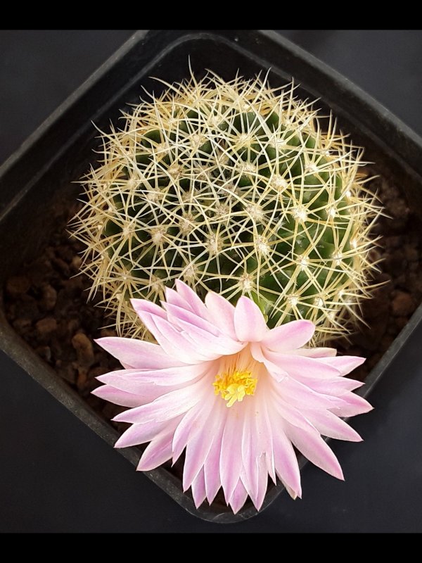 Mammillaria napina 