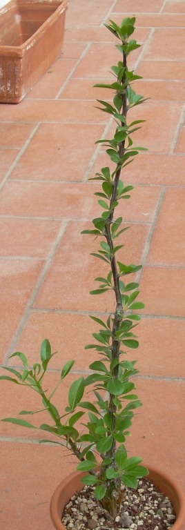 Fouquieria splendens 