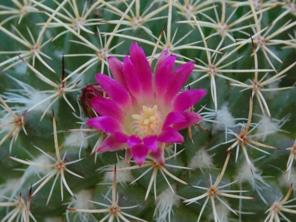 Mammillaria huajuapensis FO 250