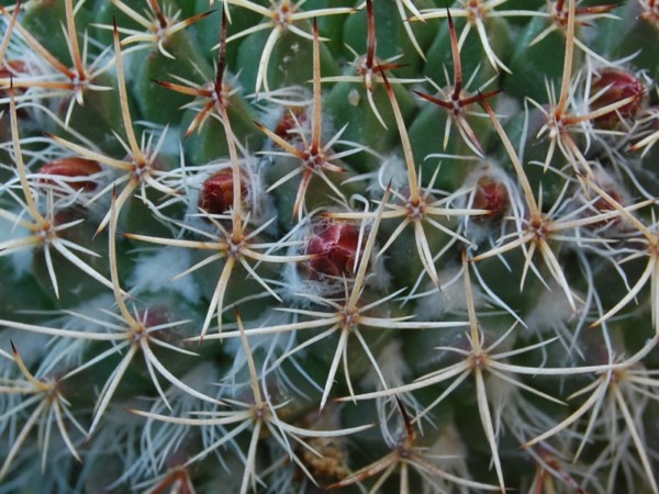 Mammillaria huajuapensis FO 250