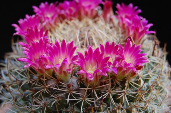 Mammillaria huajuapensis FO 250