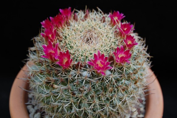 Mammillaria huajuapensis FO 250