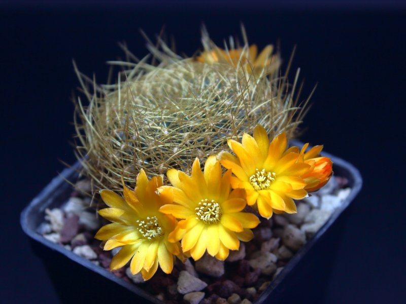 Sulcorebutia arenacea v. candiae FR774