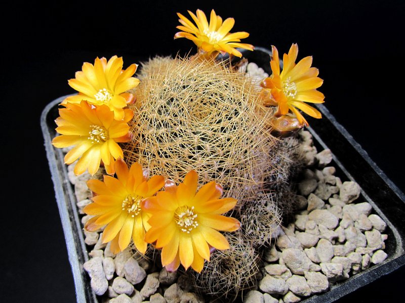 Sulcorebutia arenacea v. candiae FR774