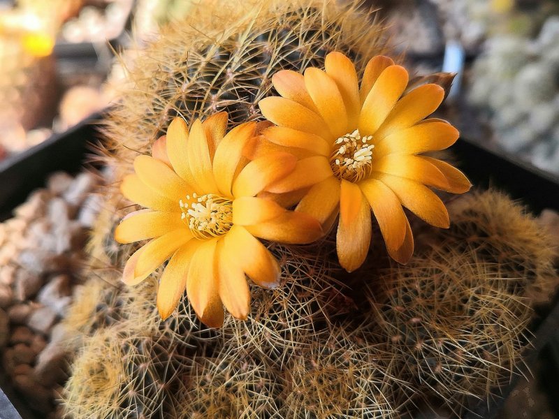 Sulcorebutia arenacea v. candiae FR774