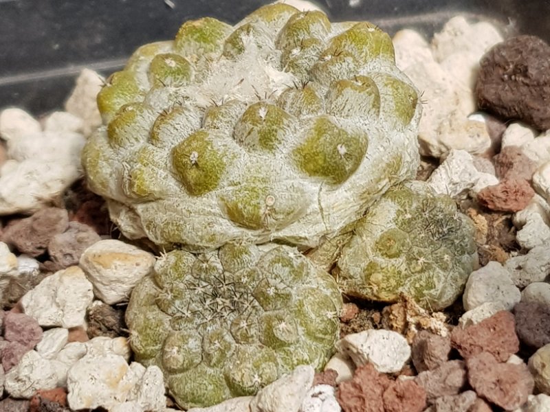 Copiapoa hypogaea v. barquitensis FR 654