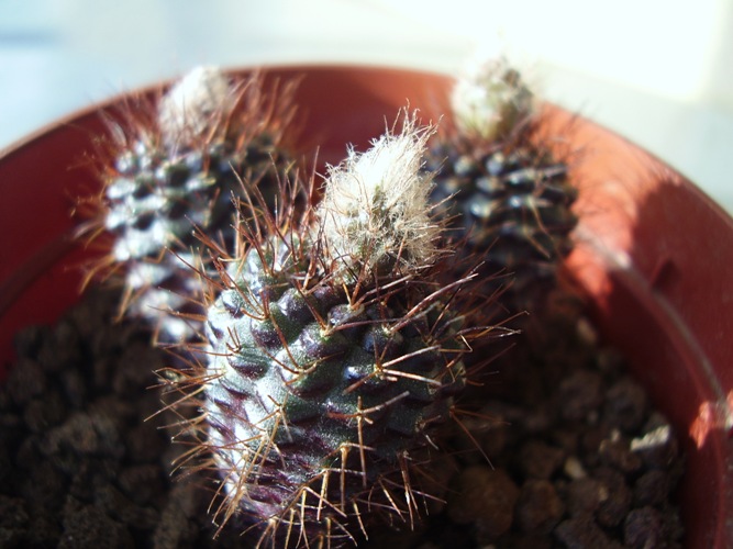 Frailea buenekeri 
