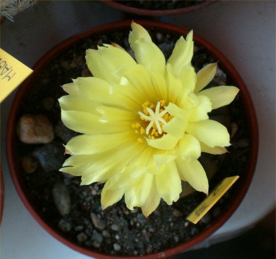 Frailea castanea 