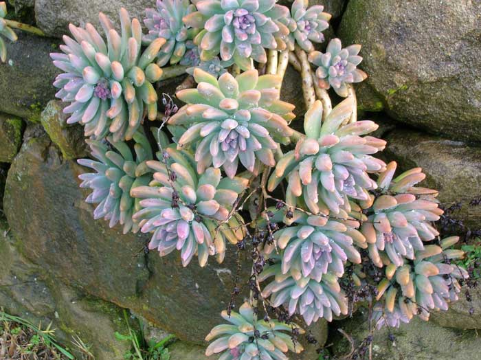 Graptosedum Francesco Baldi 
