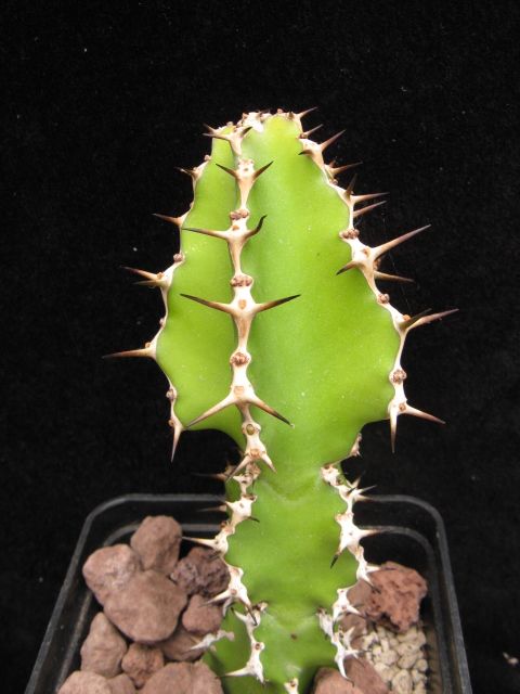 euphorbia franckiana