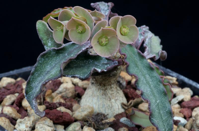 Euphorbia francoisii 