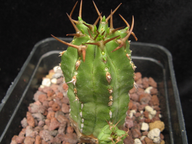 Euphorbia frankii 