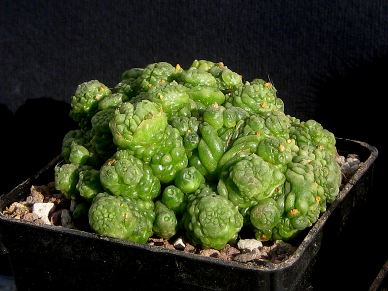 Mammillaria bocasana cv. fred 