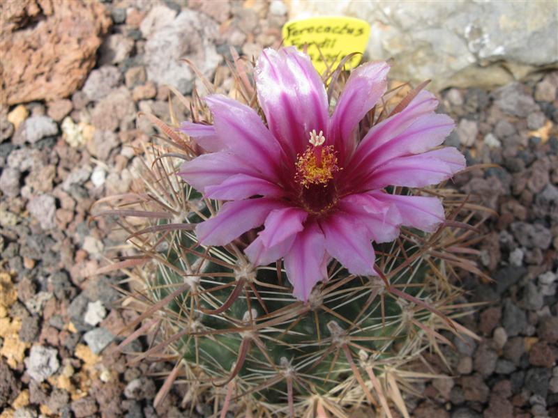 Ferocactus fordii MG 405,85