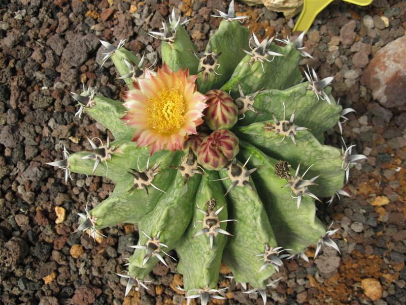 Ferocactus herrerae f. brevispinus 