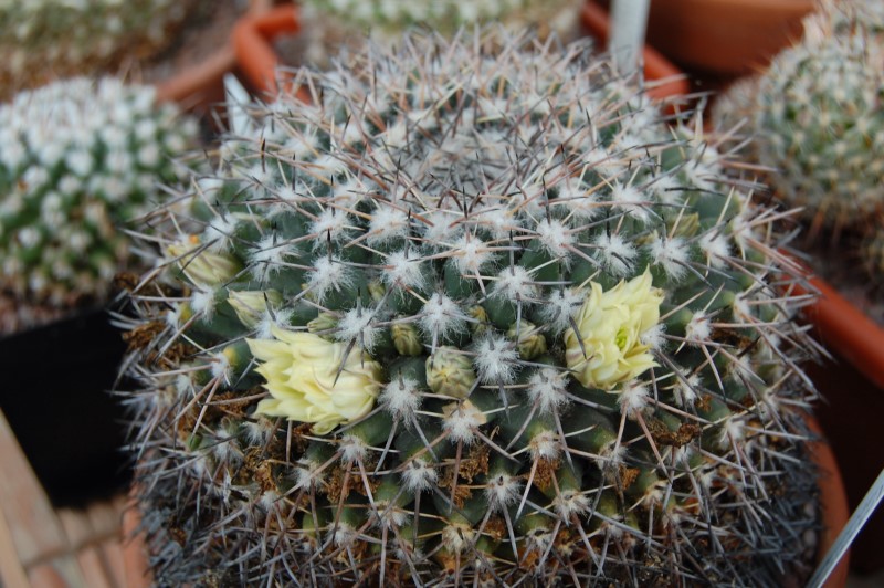 Mammillaria freudenbergeri 