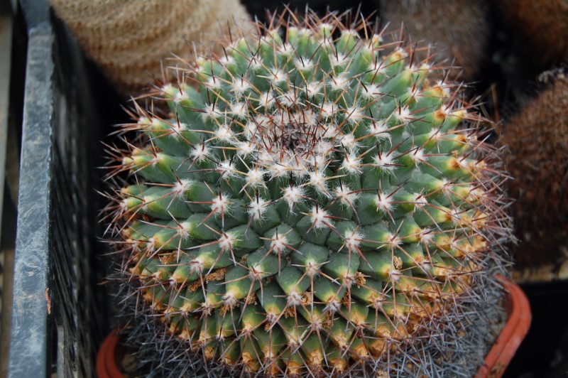 Mammillaria freudenbergeri 