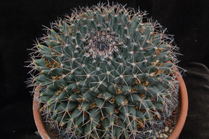 Mammillaria freudenbergeri 