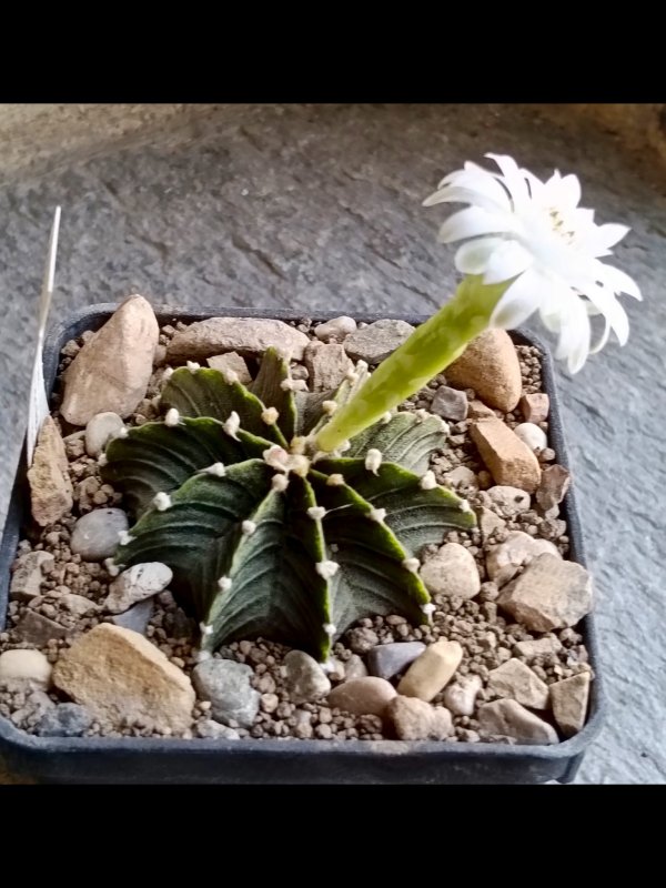 Gymnocalycium friedrichii lb2178