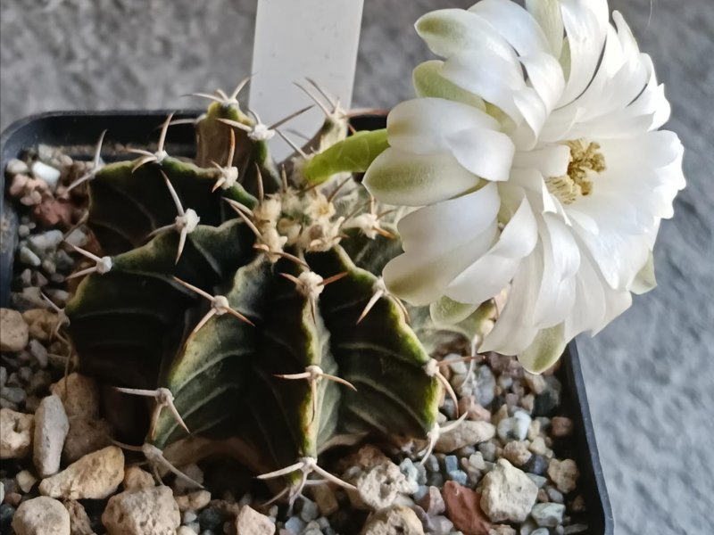 Gymnocalycium friedrichii v. angostriatum 