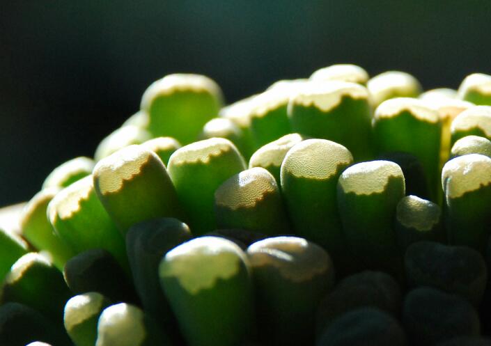 Frithia pulchra 