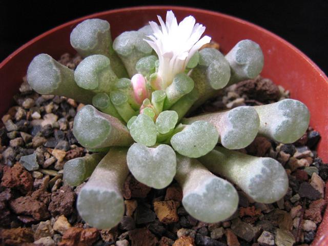 Frithia humilis 