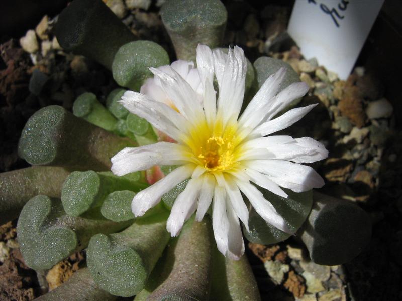 Frithia humilis 