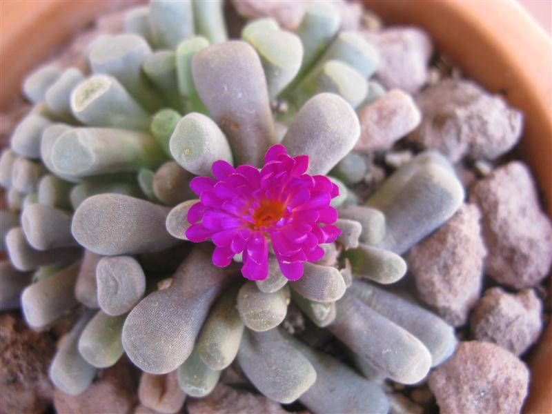 Frithia pulchra 