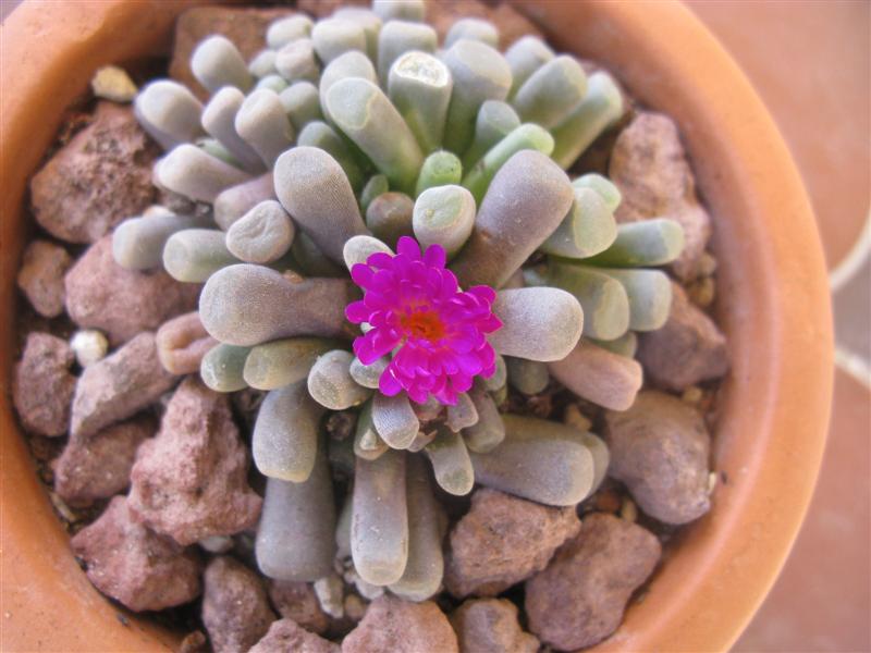 Frithia pulchra 