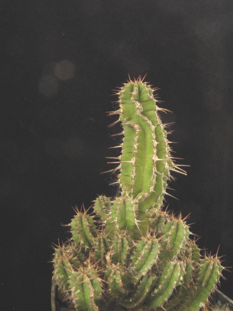 Euphorbia fruticosa 