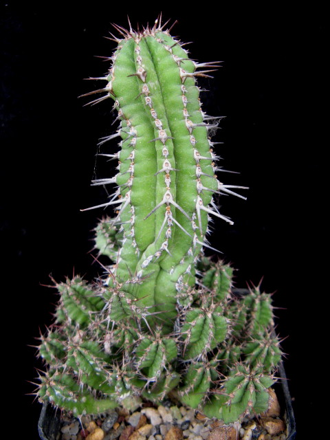 Euphorbia fruticosa 