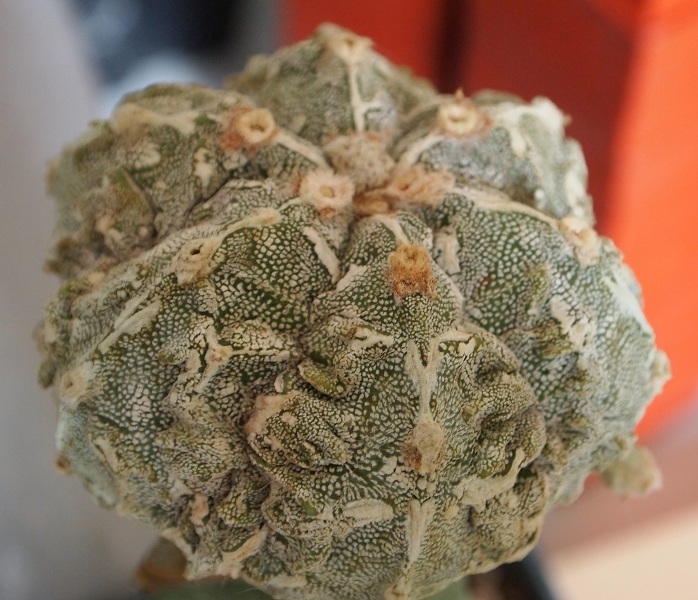 Astrophytum myriostigma cv. fukuryu 