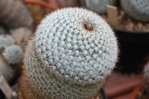 Mammillaria fuauxiana 