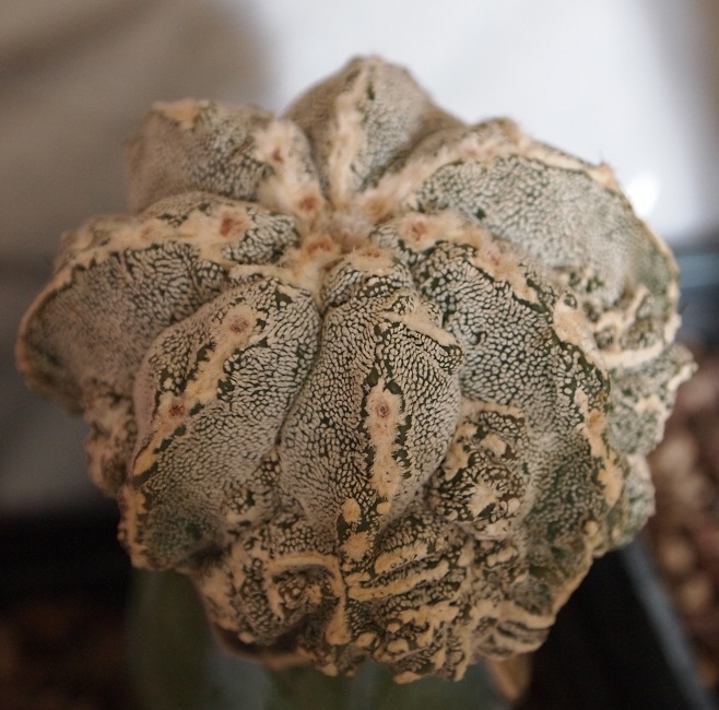 Astrophytum myriostigma cv. fukuryu 