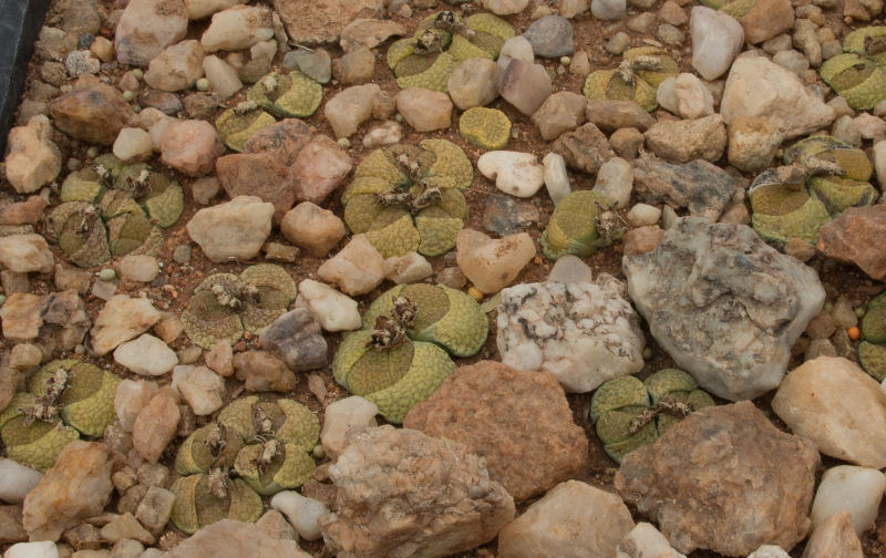 lithops fulviceps 'aurea' 373