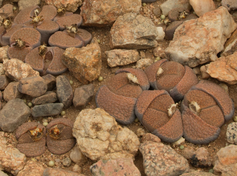 Lithops fulviceps C22055