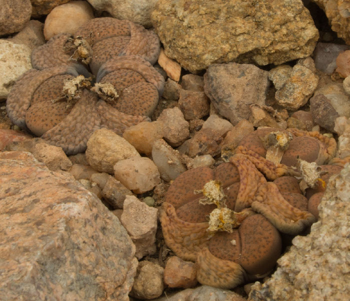 Lithops fulviceps C22154